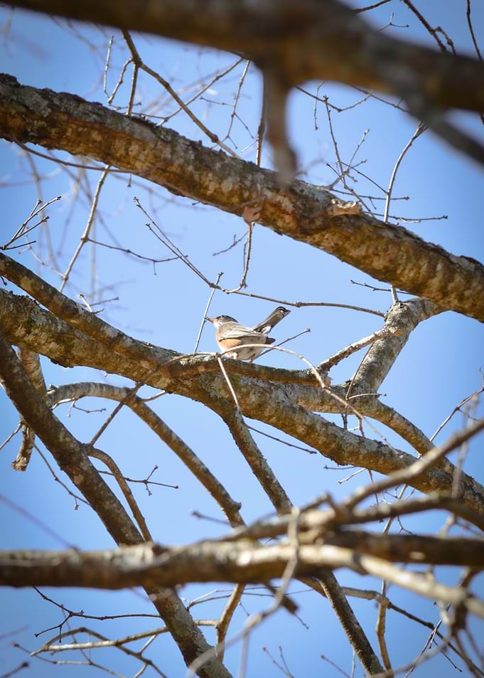 Robin In A Tree