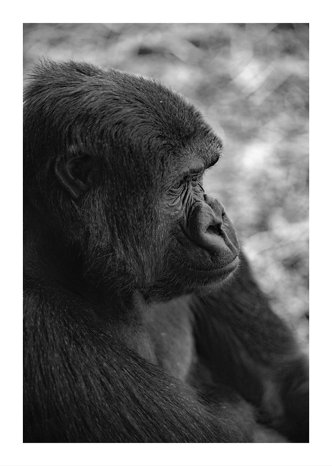 Gorilla Portrait