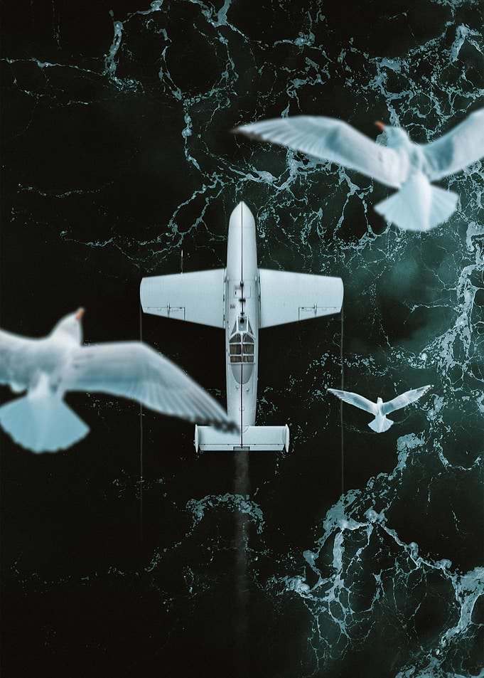 Seagull and Airplane