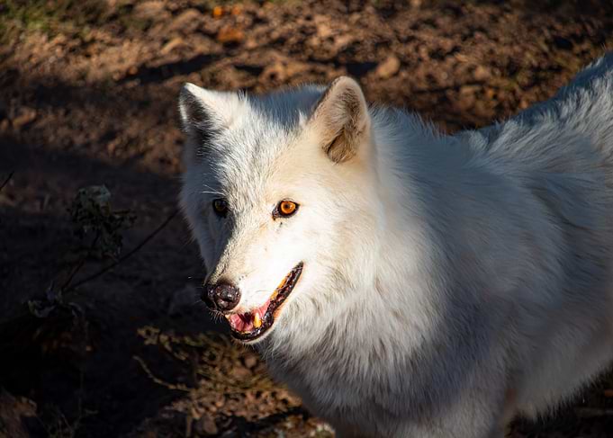 Arctic Wolf Portrait