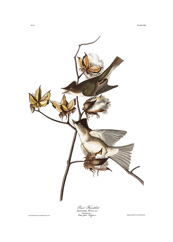 The Birds of America - Pewit Flycatcher
