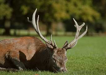 Sleeping Red Deer