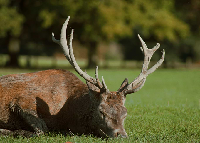 Sleeping Red Deer
