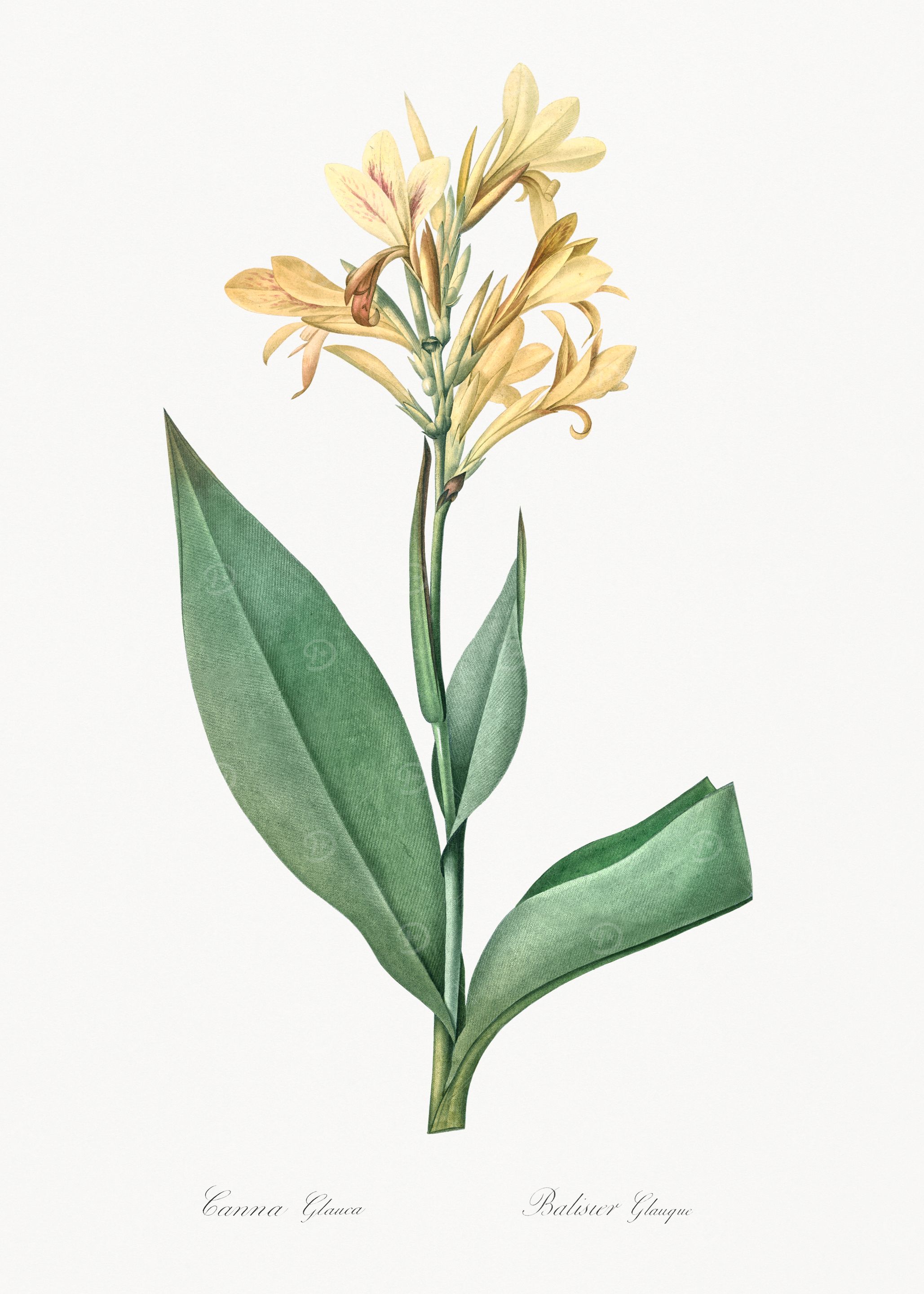 Yellow Canna Flower Illustration