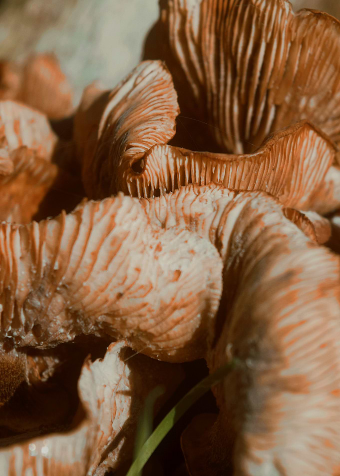 Close-up of Mushrooms