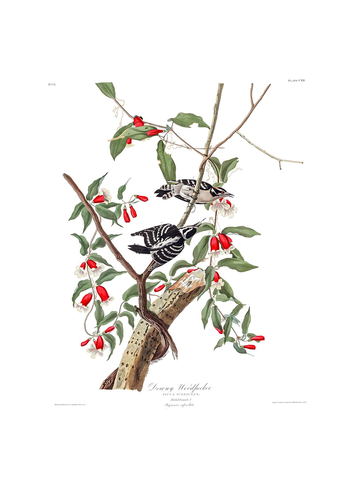 The Birds of America - Downy Woodpecker