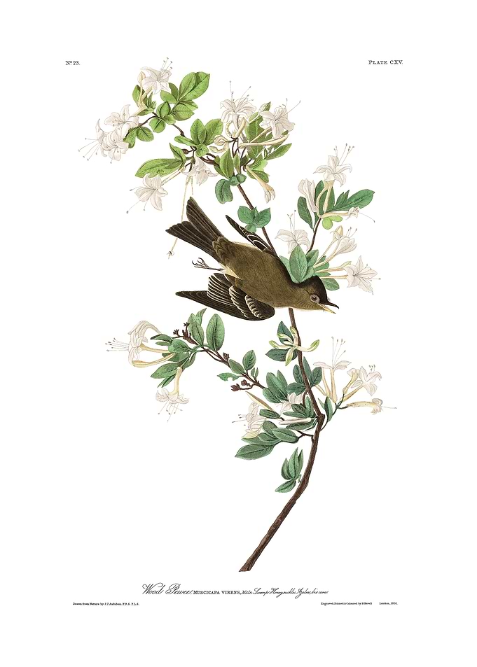 The Birds of America - Wood Pewee