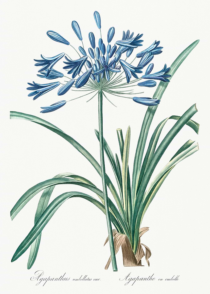 Agapanthus Flower Illustration