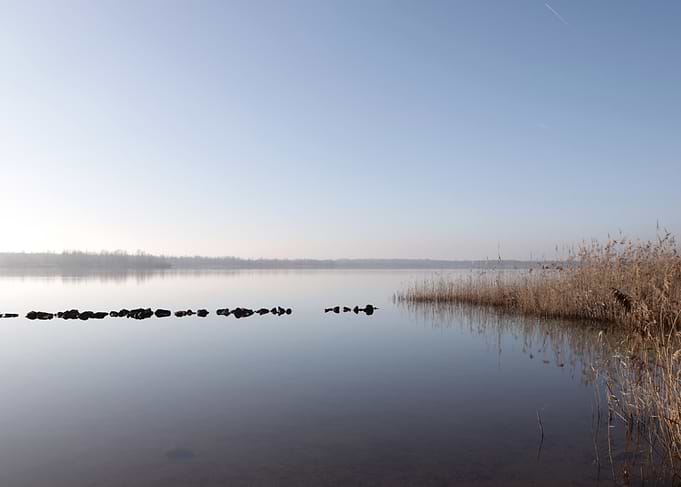 Calm Lake with Reeds
