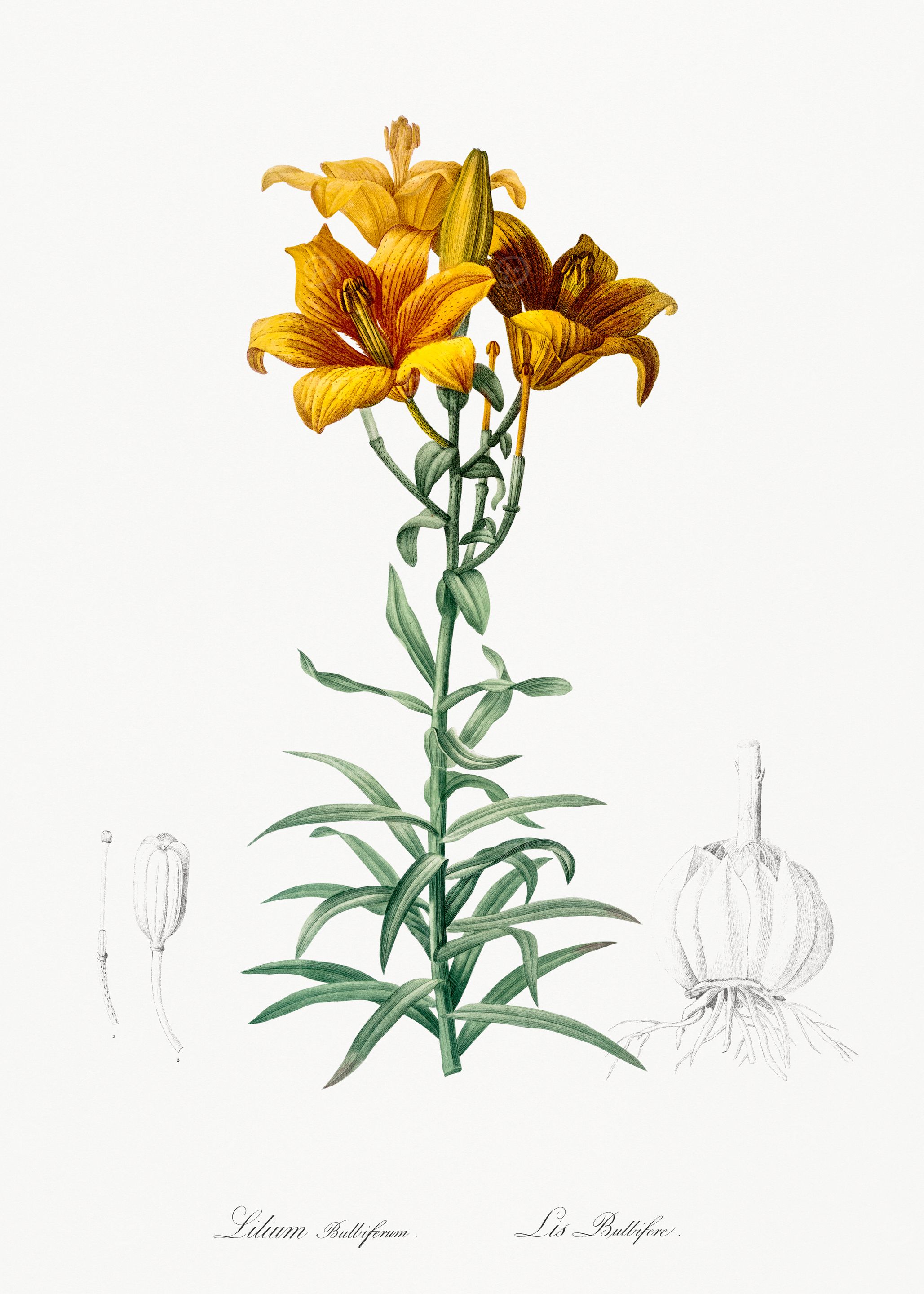Lilium Bulbiferum Illustration