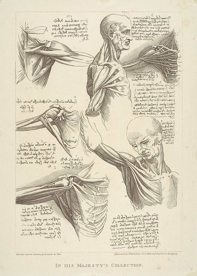 Anatomical Drawings of the Human Arm