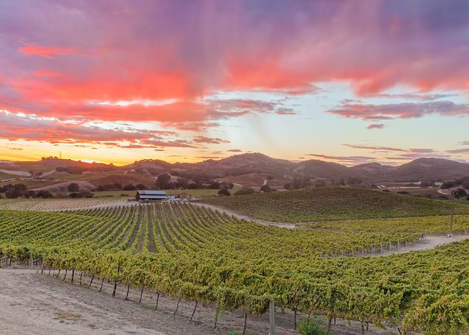 Vineyard Sunset