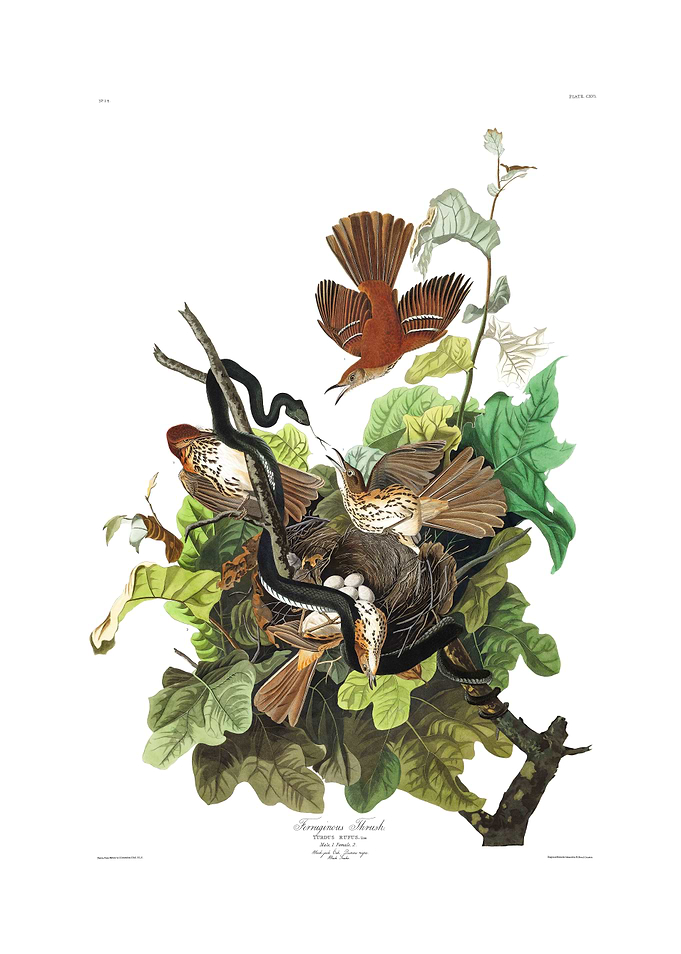 The Birds of America - Ferruginous Thrush