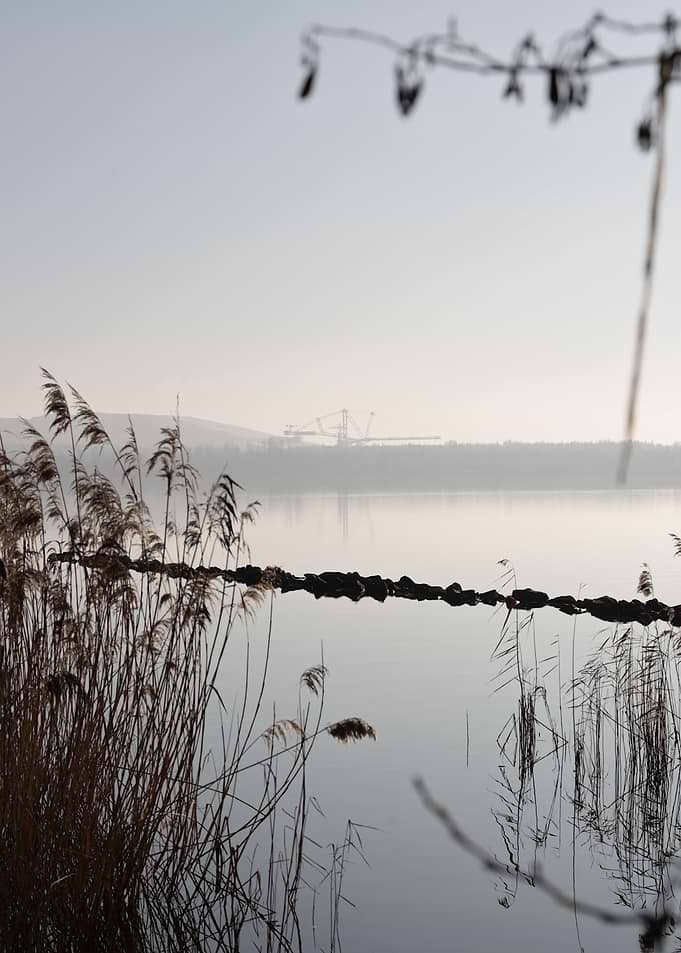 Misty Lake with Reeds