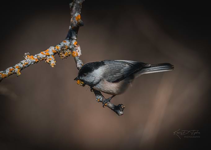 Chickadee on Branch