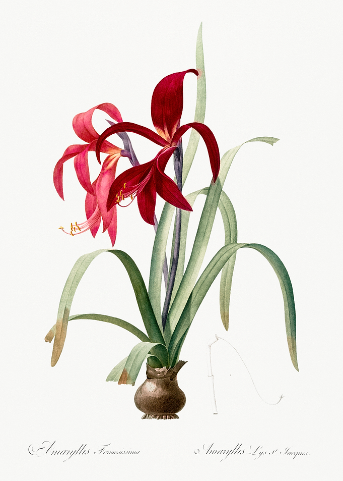 Amaryllis Flower Illustration