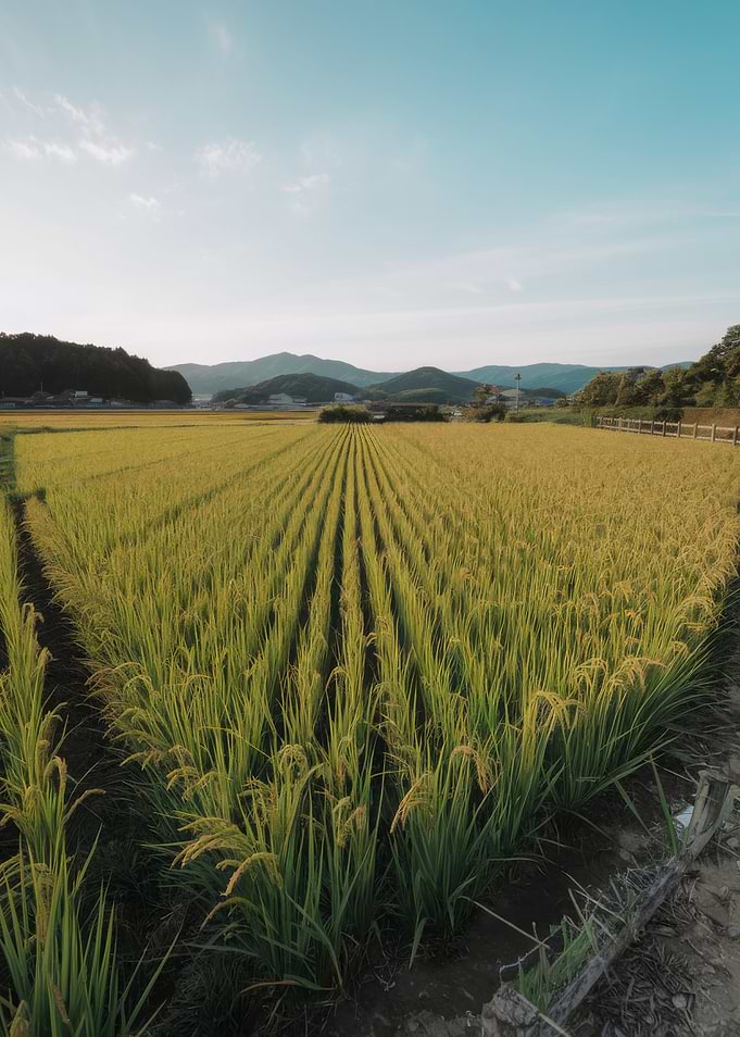 Rice Paddy Field Landscape