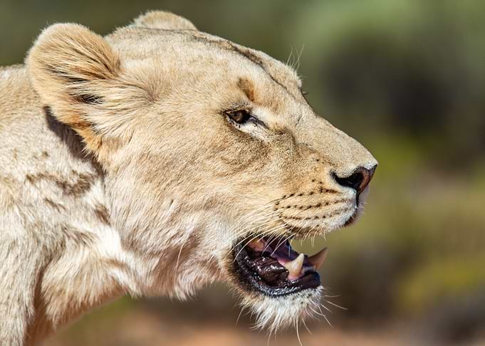 Lioness Close-Up
