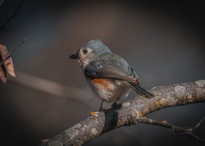 Tufted Titmouse on Branch