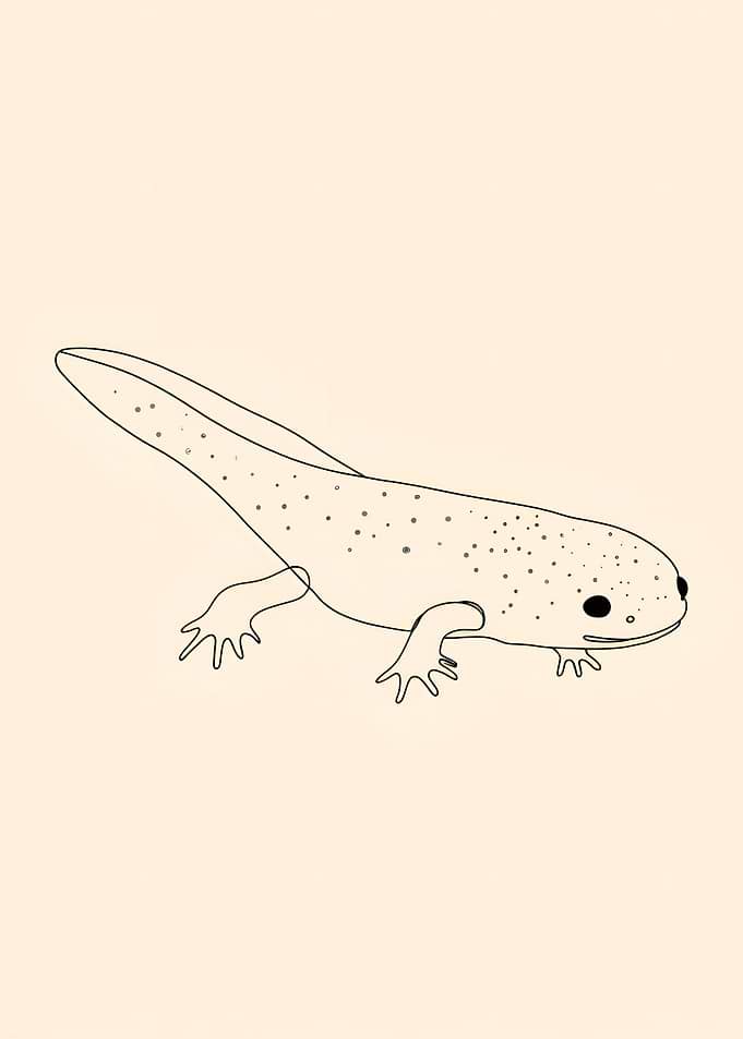 Line Art Axolotl