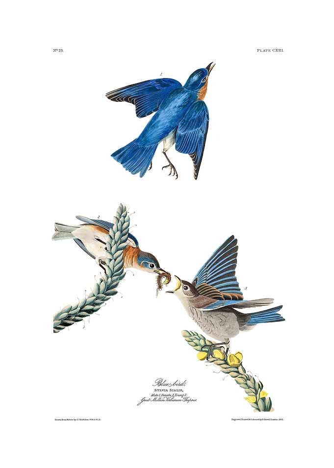 The Birds of America - Bluebird