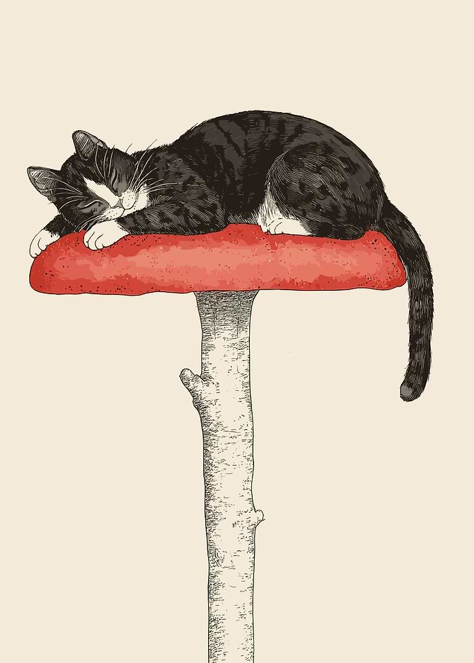Sleeping Cat on Mushroom