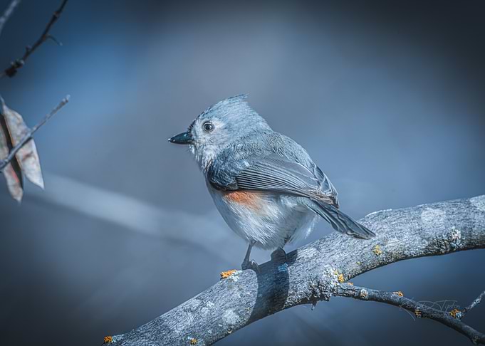 Tufted Titmouse on Branch