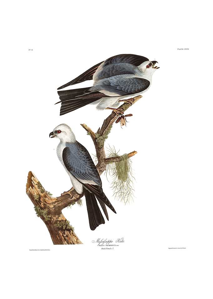The Birds of America - Mississippi Kite