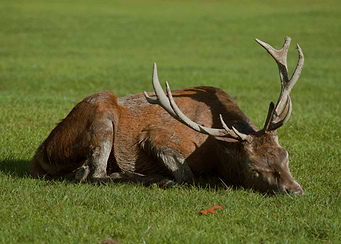 Sleeping Red Deer