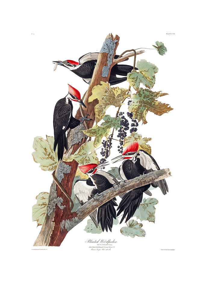 The Birds of America - Pileated Woodpecker