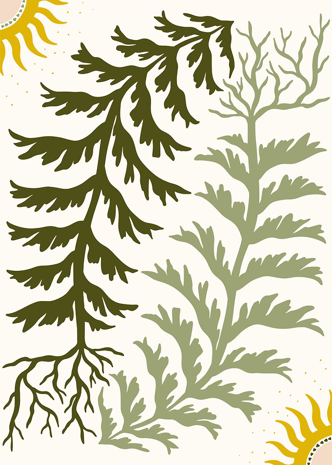 Green Fern Illustration