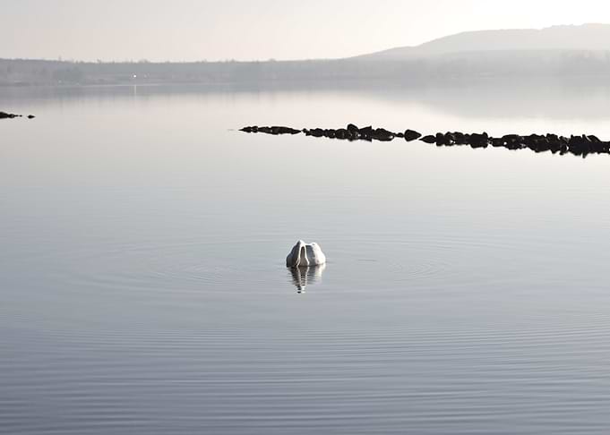 Swan on Calm Lake