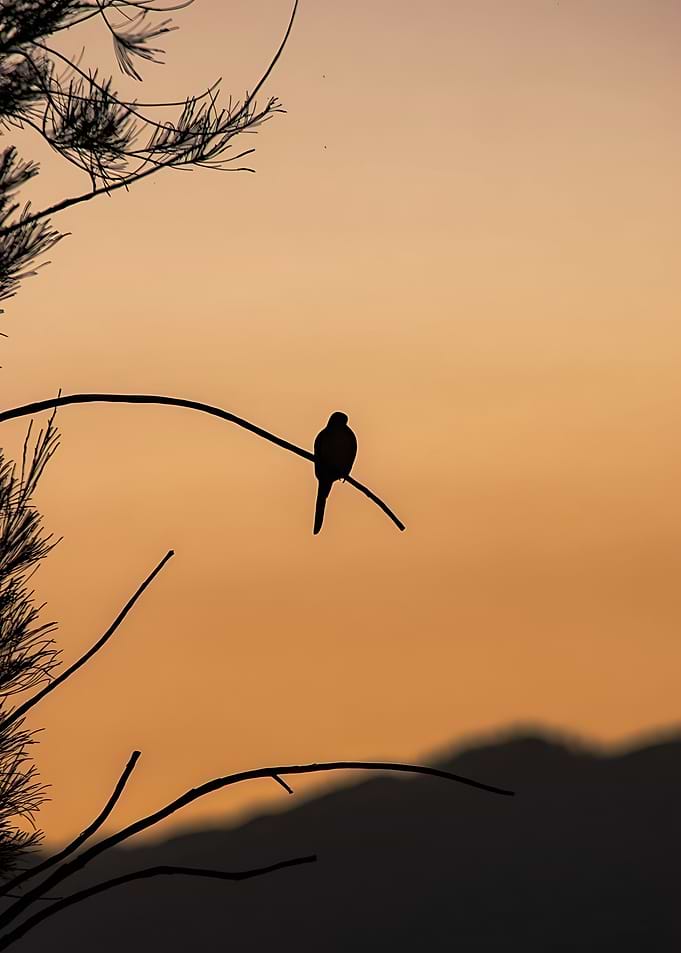 Bird Silhouette at Sunset
