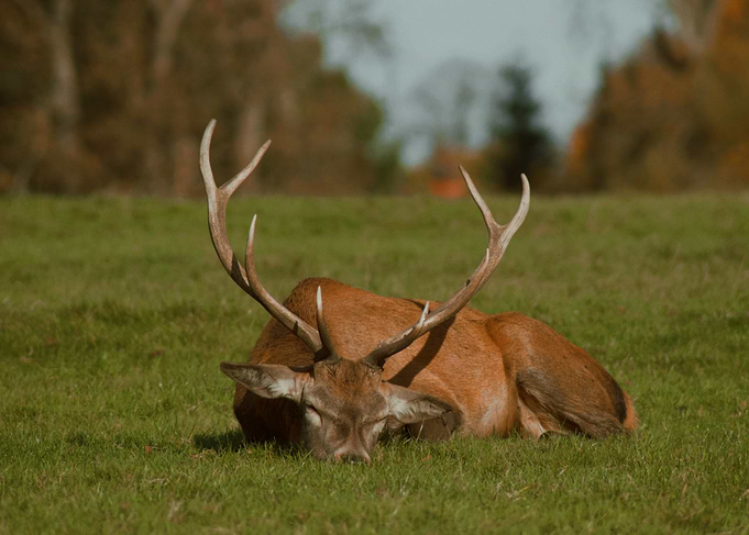 Resting Deer in Meadow