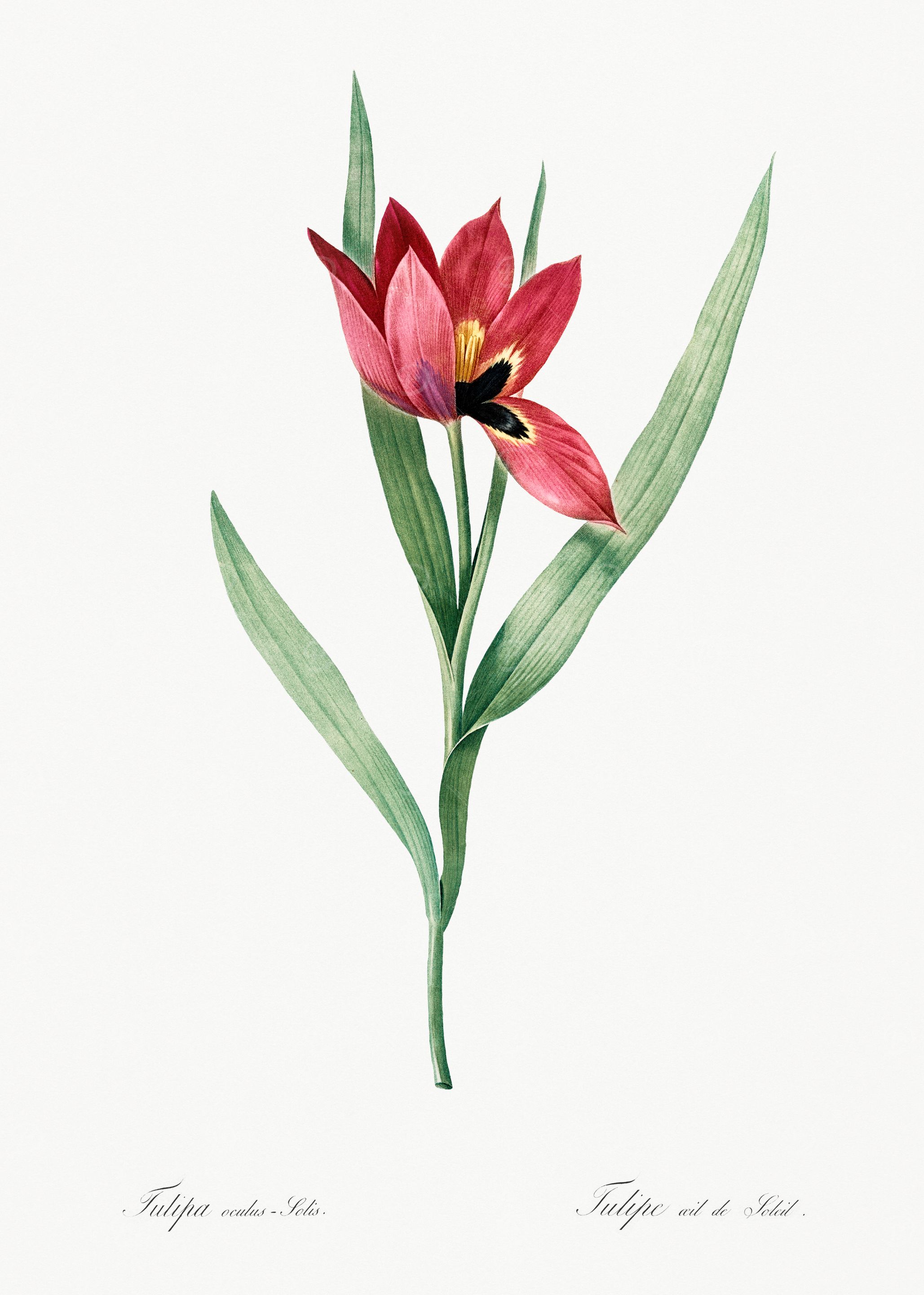 Red Tulip Botanical Illustration