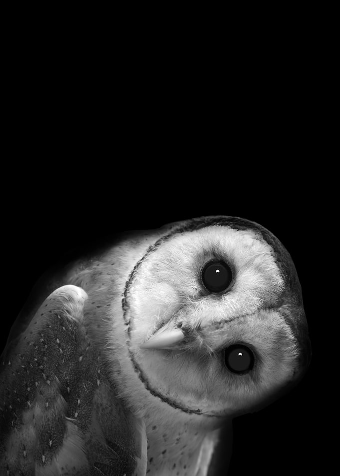 Barn Owl Portrait