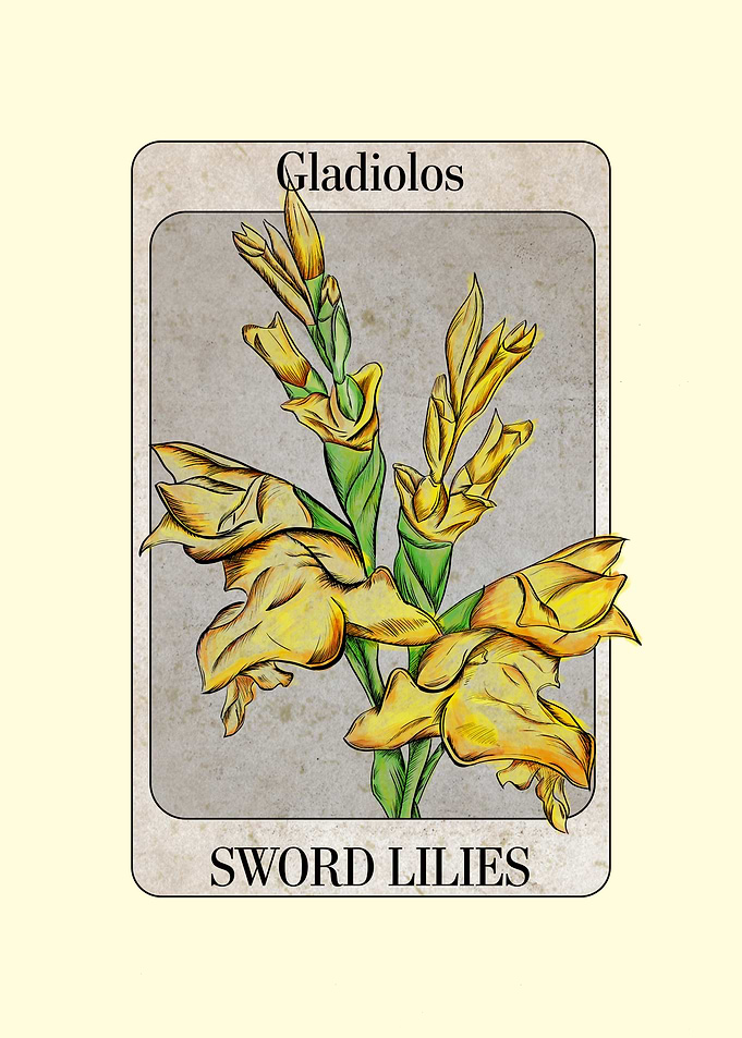 Gladiolus Sword Lilies