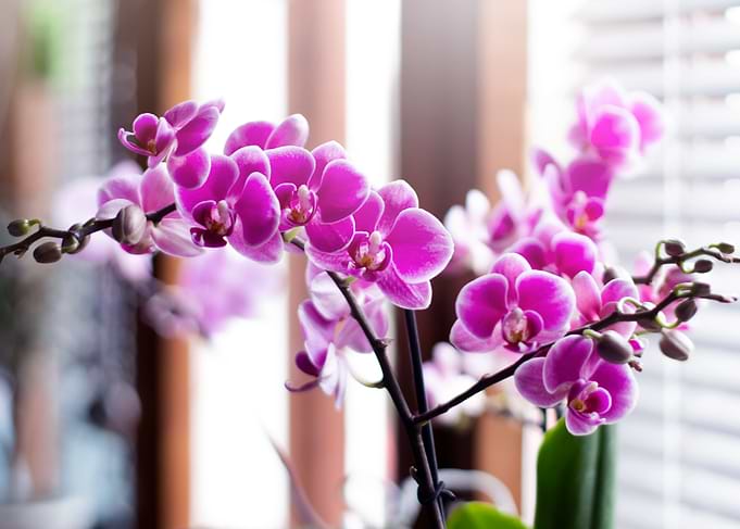 Pink Orchid Bloom