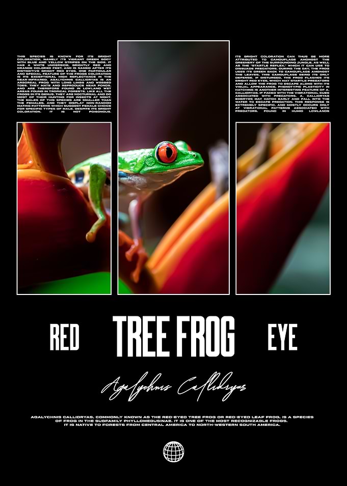 Red Eyed Tree Frog