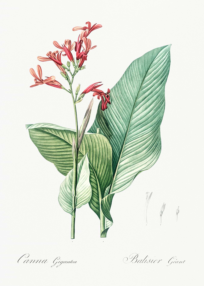 Canna Gigantea Botanical Illustration