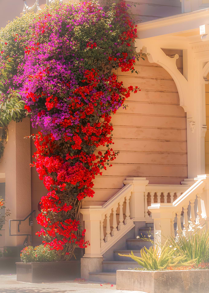 Bougainvillea Covered House