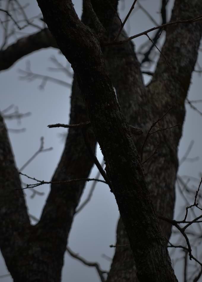 Bare Tree Branches
