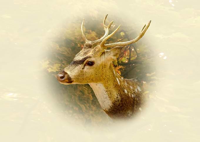 Chital Portrait