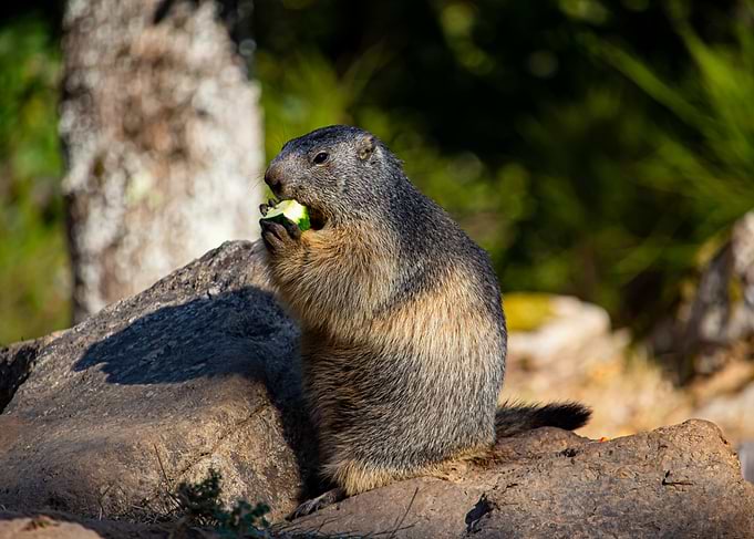 Marmot Eating
