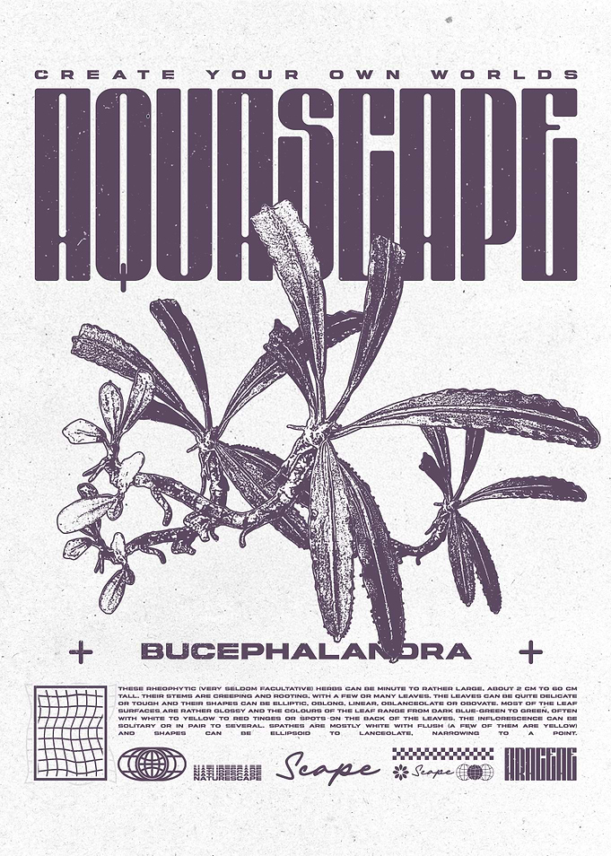 Bucephalandra Plant Illustration