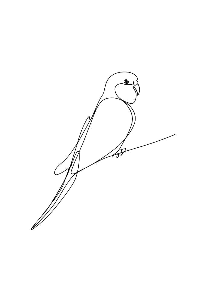 Parrot Line Art