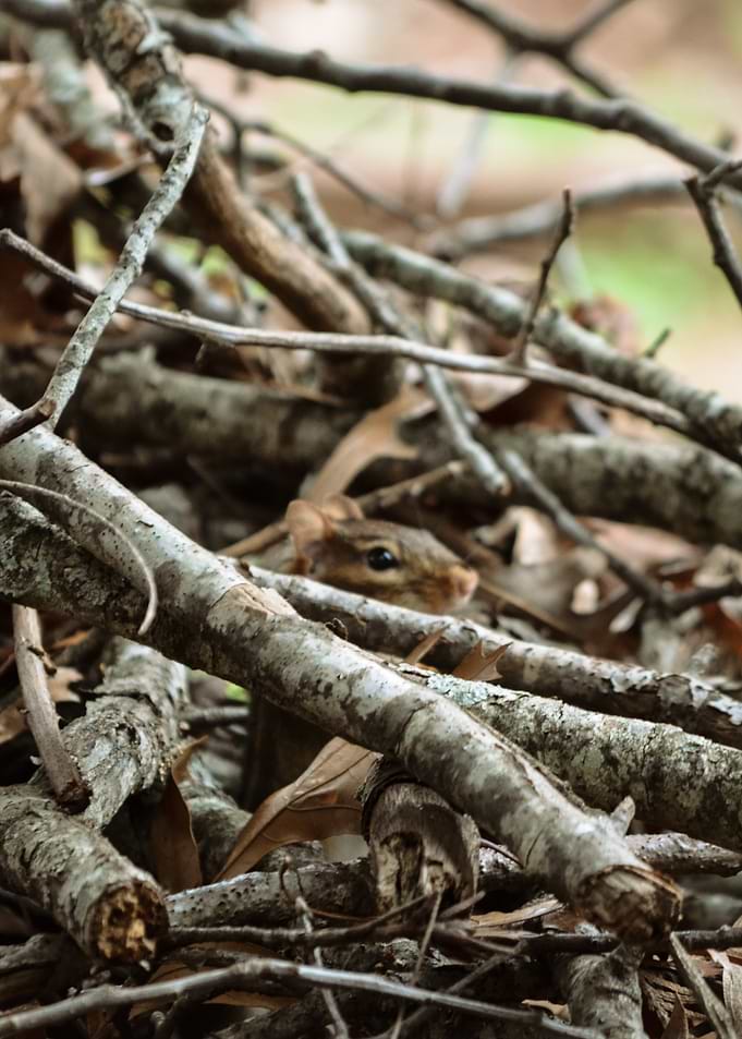 Chipmunk Hiding in Branches