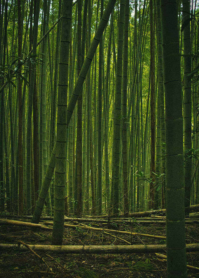 Bamboo Forest Path