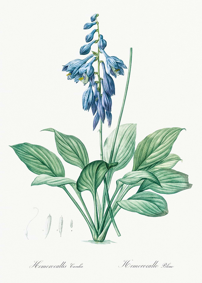 Blue Daylily Botanical Illustration