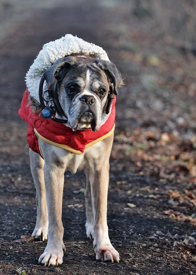 My Boxer Dog Marie in her Red Coat